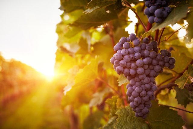 Carménère grapes