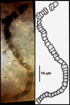 One of the microfossils discovered in the sample of rock . Photo Credit: J. William Schopf, UCLA