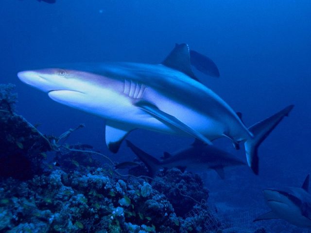 Grey reef shark Author: Albert kok CC BY-SA 3.0