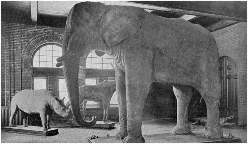 Jumbo the elephant was the world's first animal superstar, but human i...