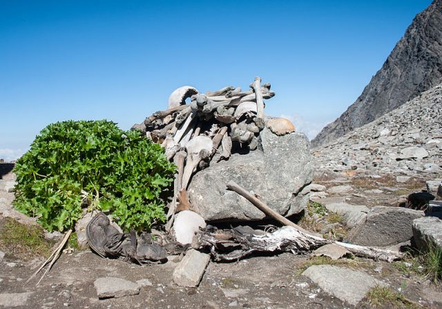 Human skeletons at Roopkund Lake. Photo by Schwiki CC BY-SA 4.0