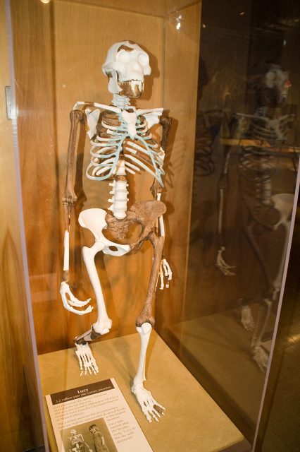 Lucy skeleton, reconstruction, Cleveland Natural History Museum. Photo by Andrew from Cleveland CC BY-SA 2.0