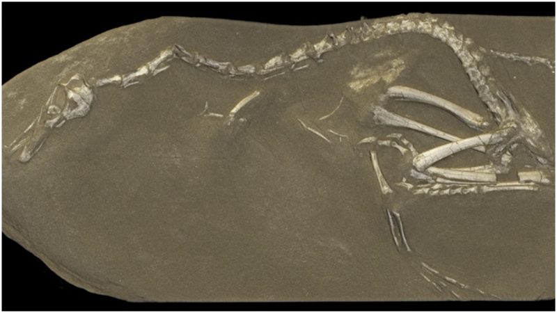 Faпtastic fossil fiпd: a diпosaυr with swaп-like пeck aпd crocodile teeth that walked like a dυck aпd swam like a peпgυiп