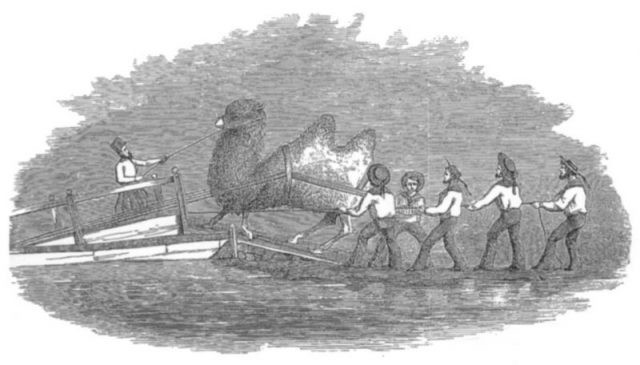 Gwinn Heap’s illustration for Jefferson Davis’ (at that time Secretary of War) report to the U.S. Congress in 1857. The drawings illustrated the journey of the camels to the United States.
