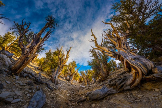 Bristlecone Pine Inyo National Forest White Mountains