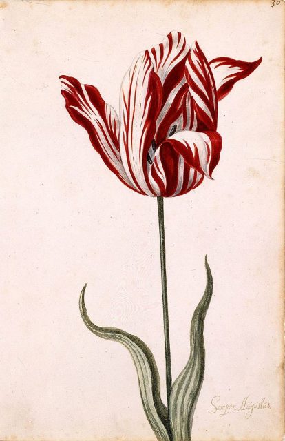 Anonymous 17th-century watercolor of the Semper Augustus, famous for being the most expensive tulip sold during tulip mania.