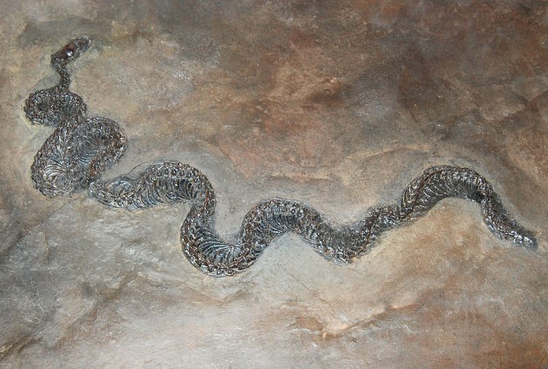 Fossil of a Beetle Inside a Lizard Inside a Snake – Ancient Food Chain ...