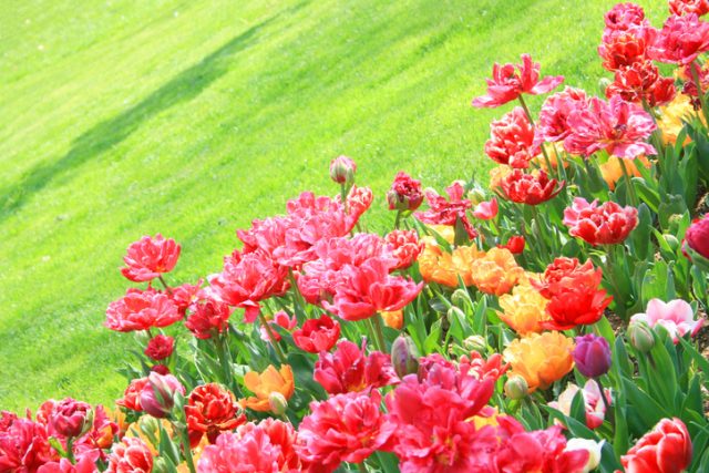 A modern-day field colorful tulips against green meadow in the Netherlands