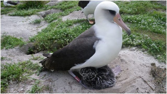 The Laysan Albatross “Wisdom” the oldest known wild bird in the United States