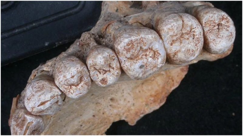 The upper jaw found in Misliya Cave. Photo Credit: Israel Hershkovitz/Tel Aviv University