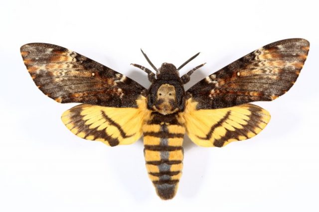 Death’s-head Hawkmoth, remember this was all across the movie posters