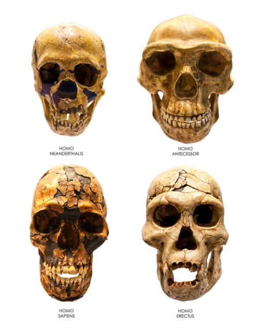 Ancient skulls