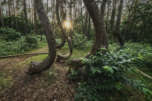 Crooked Forest is one of the mayor tourist attractions od the region.