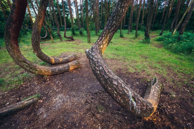 Famous pine trees forest called Crooked Forest in Nowe Czarnowo village of Poland