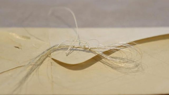 A closeup of the found hair strands. Photo: Matt Milless/Union College