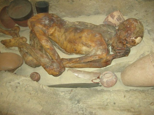A mummified body of a Pre-dynastic Egyptian man in the British Museum. Photograph taken by me January 5 2008. Photo:Jack1956 CC BY-SA 3.0