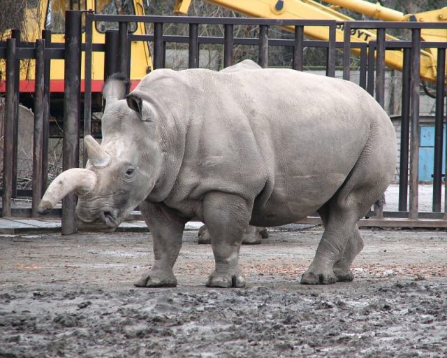 A northern white rhinoceros with an Einiosaurus-like horn at the Dvůr Králové Zoo.