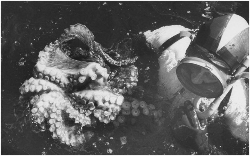 Skin diver wrestling with octopus. (Photo by Peter Stackpole/The LIFE Images Collection/Getty Images)