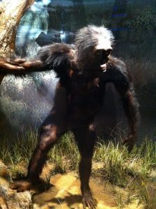 Why Did Humans Lose Their Fur? | The Vintage News