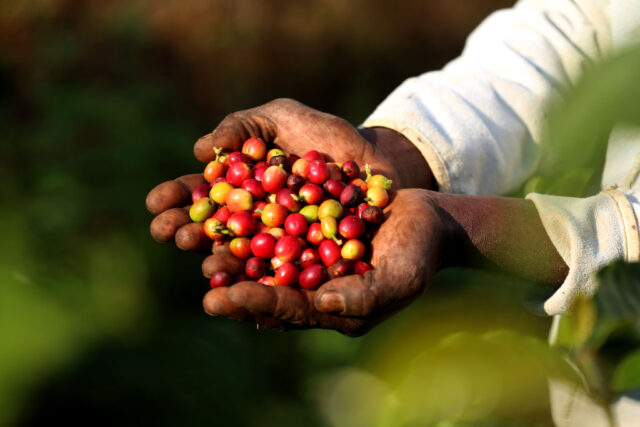 Hands holding coffee berries