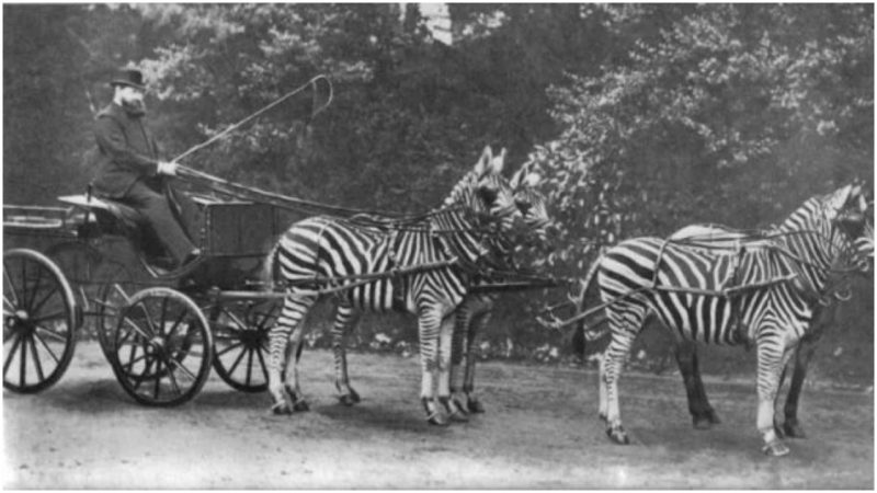 Rothschild with his famed zebra (Equus quagga) carriage, which he drove to Buckingham Palace to demonstrate the tame character of zebras to the public