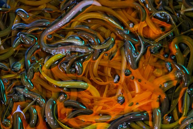Fresh eels in the bucket