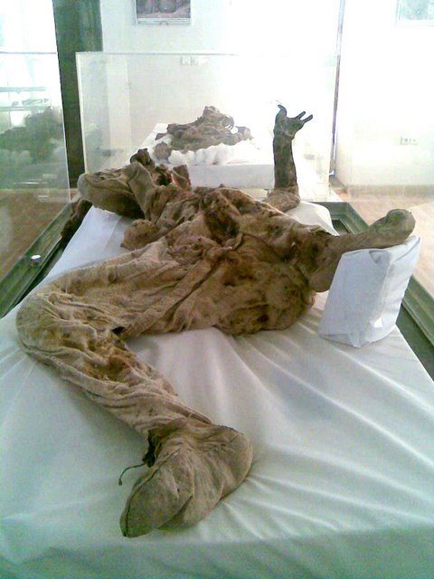 Remains of Salt Man 4 on display at Zanjan. One of the Saltmen found in 2004 in Douzlākh salt mines near Chehrābād, located on the southern part of the Hamzehlu village, on the west side of the city of Zanjan, Zanjan Province in Iran. Photo: Mardetanha –CC BY-SA 3.0