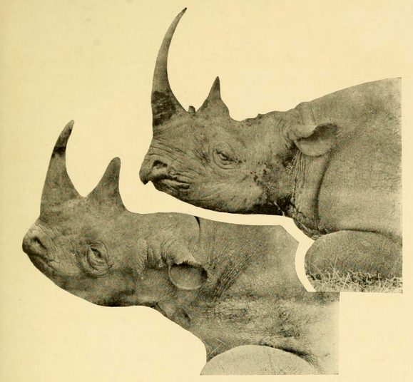 Comparative illustration of black (top) and white rhinos (bottom)