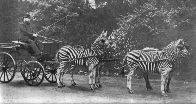 Rothschild with his famed zebra (Equus quagga) carriage, which he drove to Buckingham Palace to demonstrate the tame character of zebras to the public
