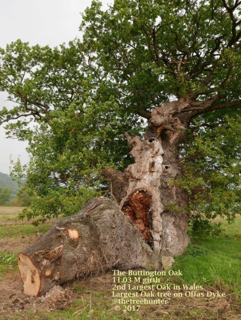 The Buttington Oak after it was split in two by a storm in 2017. Photo by: thetreehunter
