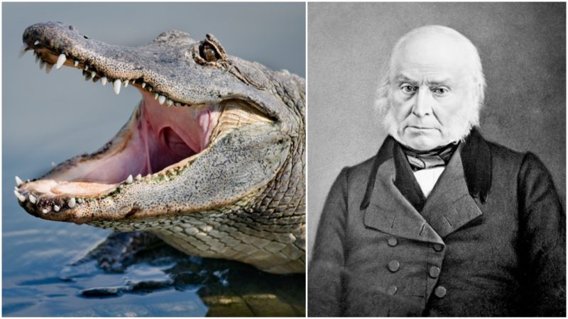 Which President Had a Pet Alligator?