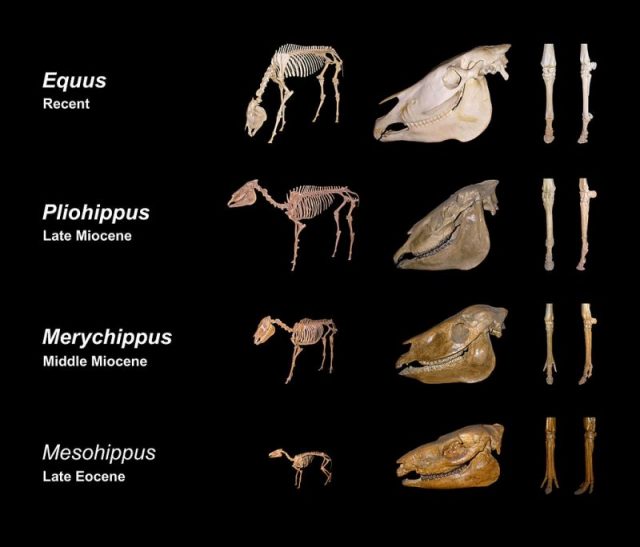 Skeletal evolution of horses. Photo: H. Zell CC BY-SA 3.0