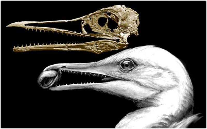 An Ancient Bird With Sharp Teeth Inherited From Dinosaurs Sheds New 