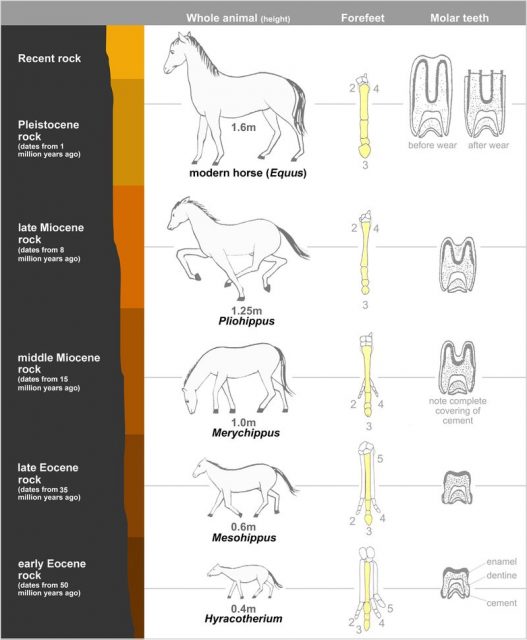 Evolution of horse. Photo: Mcy jerry CC BY-SA 3.0