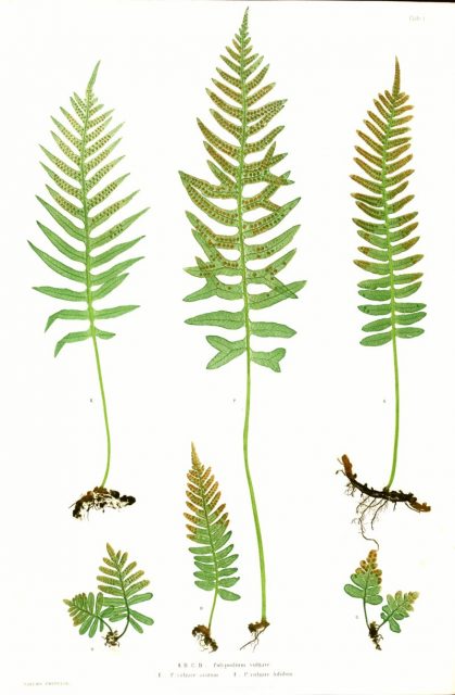 A plate from The Ferns of Great Britain and Ireland, a book from the era of pteridomania