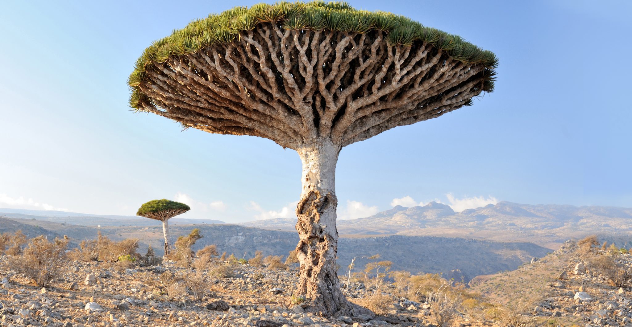 Dragon tree of Socotra