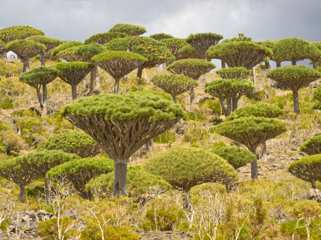 Socotra, Yemen