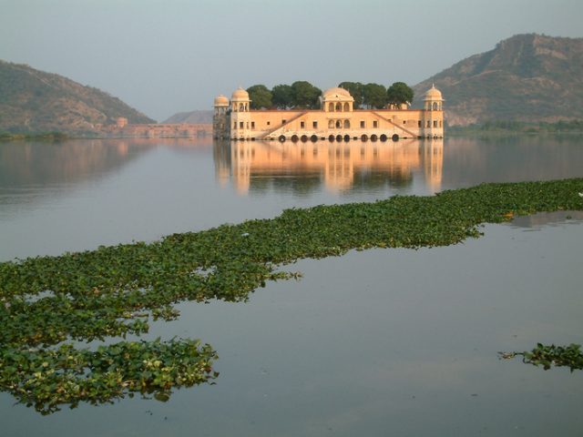 The Waterpalace, built in pink sandstone, is situated in a lake in the pink city of Jaipur in Rajasthan, India. Water hyacinths are growing in the lake.