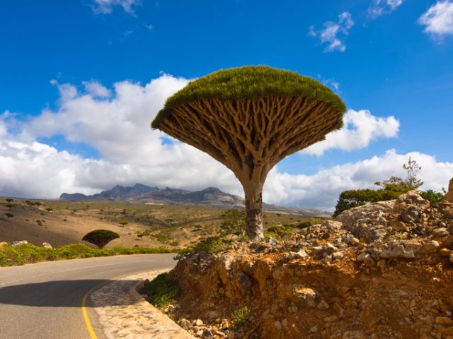 Dragon tree – Dracaena cinnabari – Dragon’s blood – endemic tree from Socotra, Yemen versust the cloudy sky.