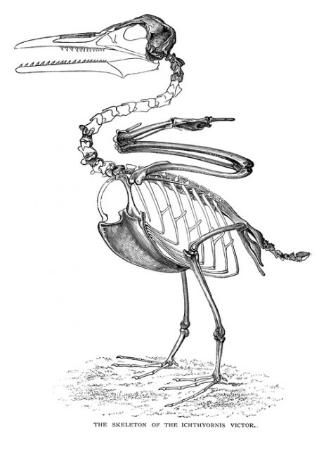 Ichthyornis Skeleton – Scanned 1886 Engraving
