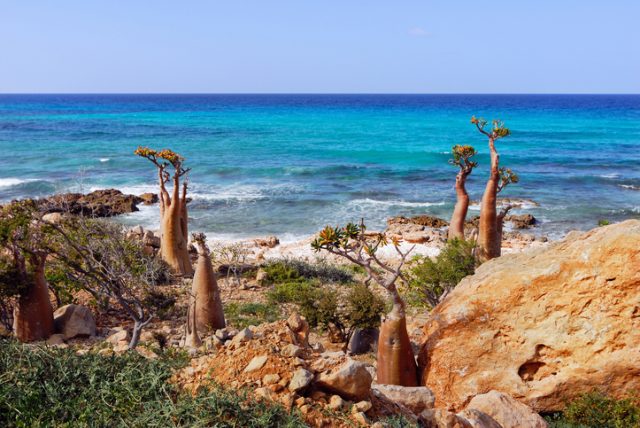 Flowering bottle tree is endemic tree adenium obesum of Socotra Island