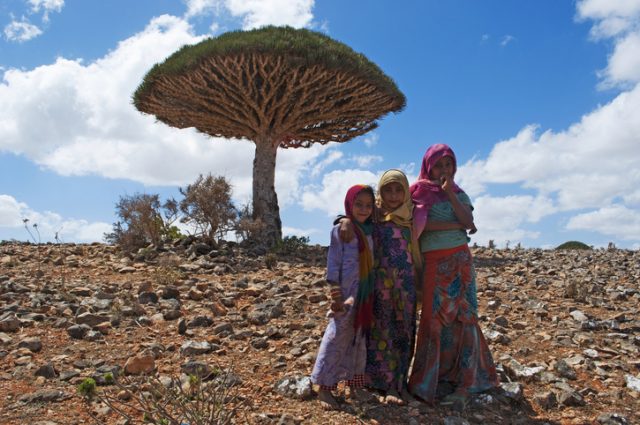 Socotra, Yemen – February, 2, 2013: a Dragon Blood tree and the little girls from the island, sellers of the red sap produced by the endemic tree in the forest of Shibham, the protected area of the Dixam Plateau in the center part of the island of Socotra, Unesco world heritage site since 2008 for its biodiversity