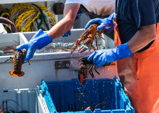 Maine lobsters being sorted into bins to be sold while still on the lobster fishing boat.