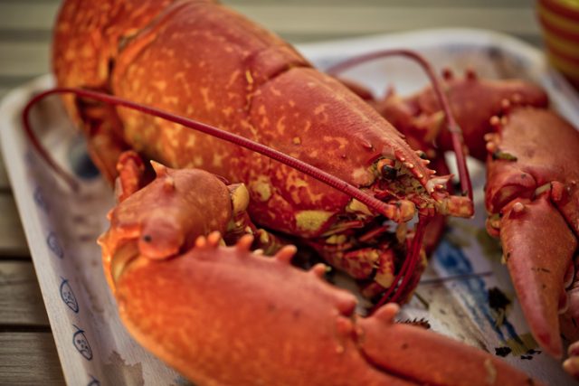 Large freshly cooked bright read Lobster being served