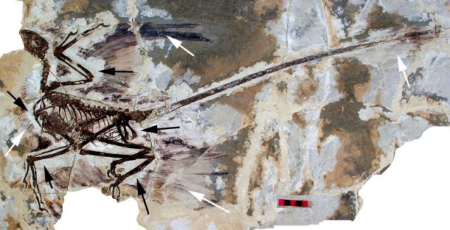 The holotype of Microraptor gui, IVPP V 13352 under normal light. This shows the preserved feathers (white arrow) and the ‘halo’ around the specimen where they appear to be absent (black arrows). Scale bar at 5 cm. Photo by: David W. E. Hone – CC BY 2.5