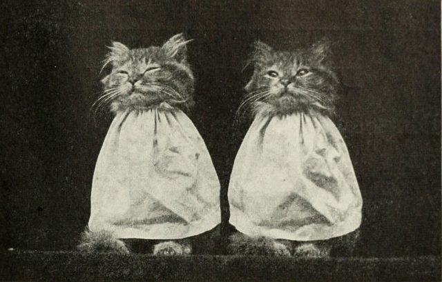 These two kitty cats don’t seem to be very impressed with their new outfits