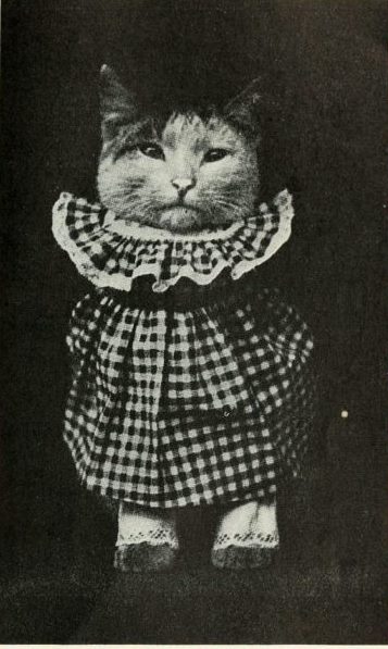 The purrfect vintage cat costume? The cat’s look says it all.