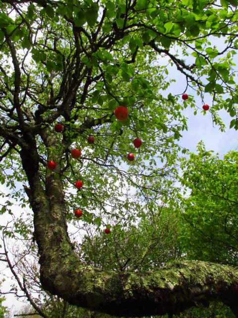 Tree in Land of Oz.Photo by bambithepig CC BY 2.0.