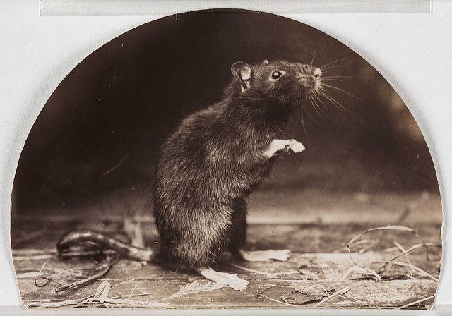 A picture of a rat that looks as if it is begging. Collection of National Media Museum, circa 1902.