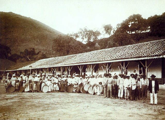 Slaves in a coffee farm in Brazil, c.1885.